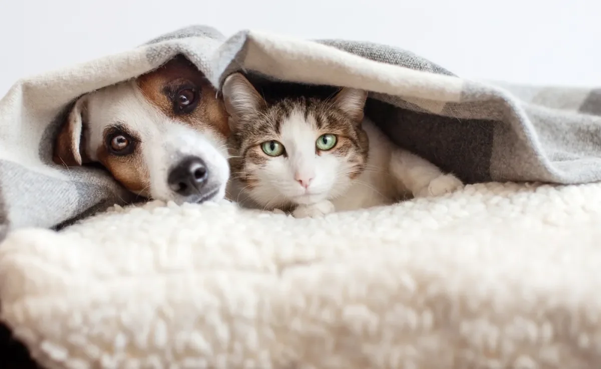 Há vários nomes para cachorros e gatos, mas existem algumas dicas na hora de escolher os melhores