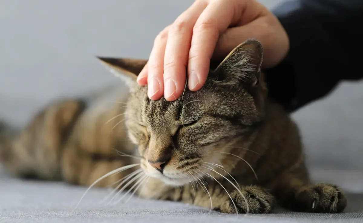 Existem lugares certos onde fazer carinho no gato 