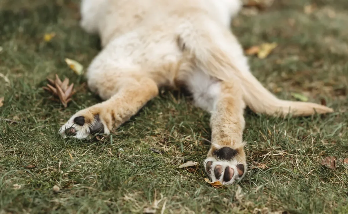 Já se perguntou porque a pata de cachorro tem cheiro de salgadinho de queijo?