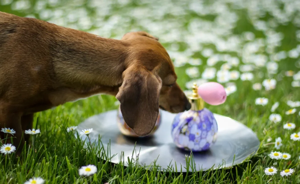 Veja porque o perfume para cachorro não é recomendado para os pets