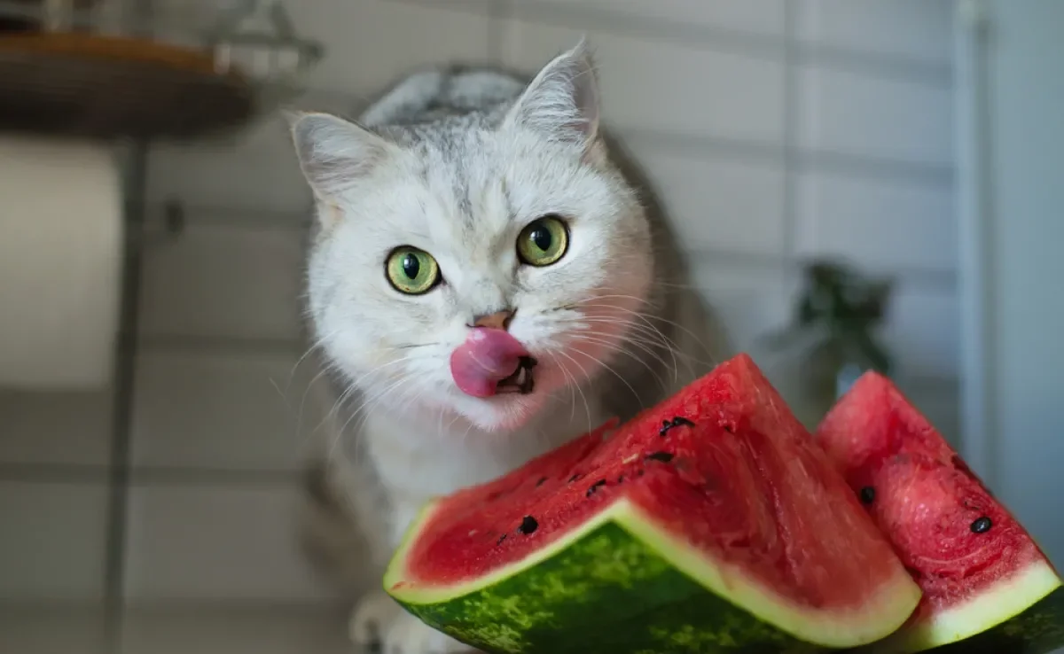 Confira os benefícios das frutas para gatos mais indicadas por especialistas 