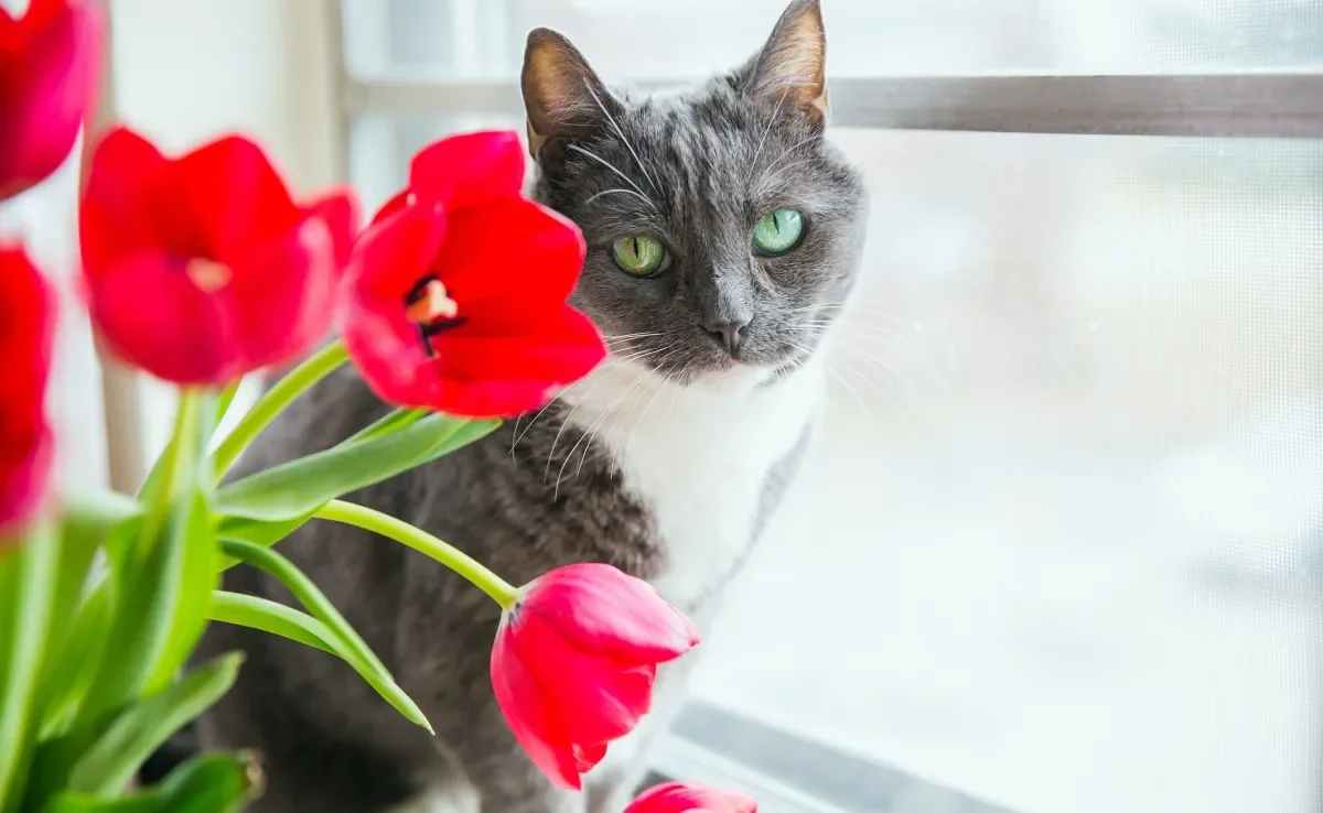 Existem plantas tóxicas para gatos que podem até ser fatais