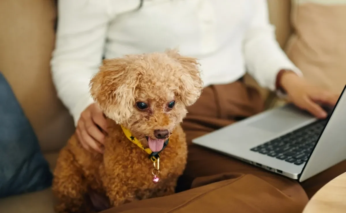 Essas raças de cachorro são tranquilas e muito companheiras