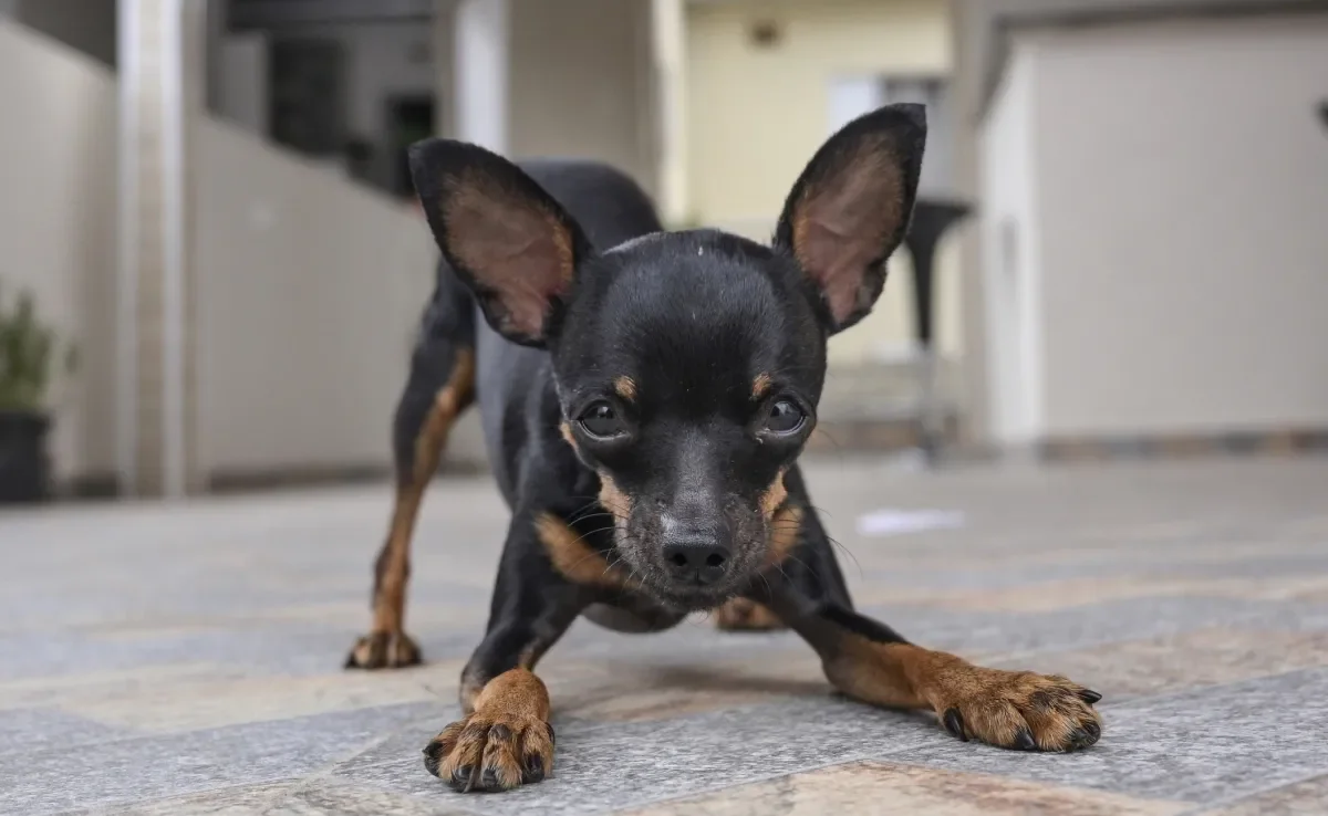 Algumas raças de cachorro são conhecidas pela alta reatividade