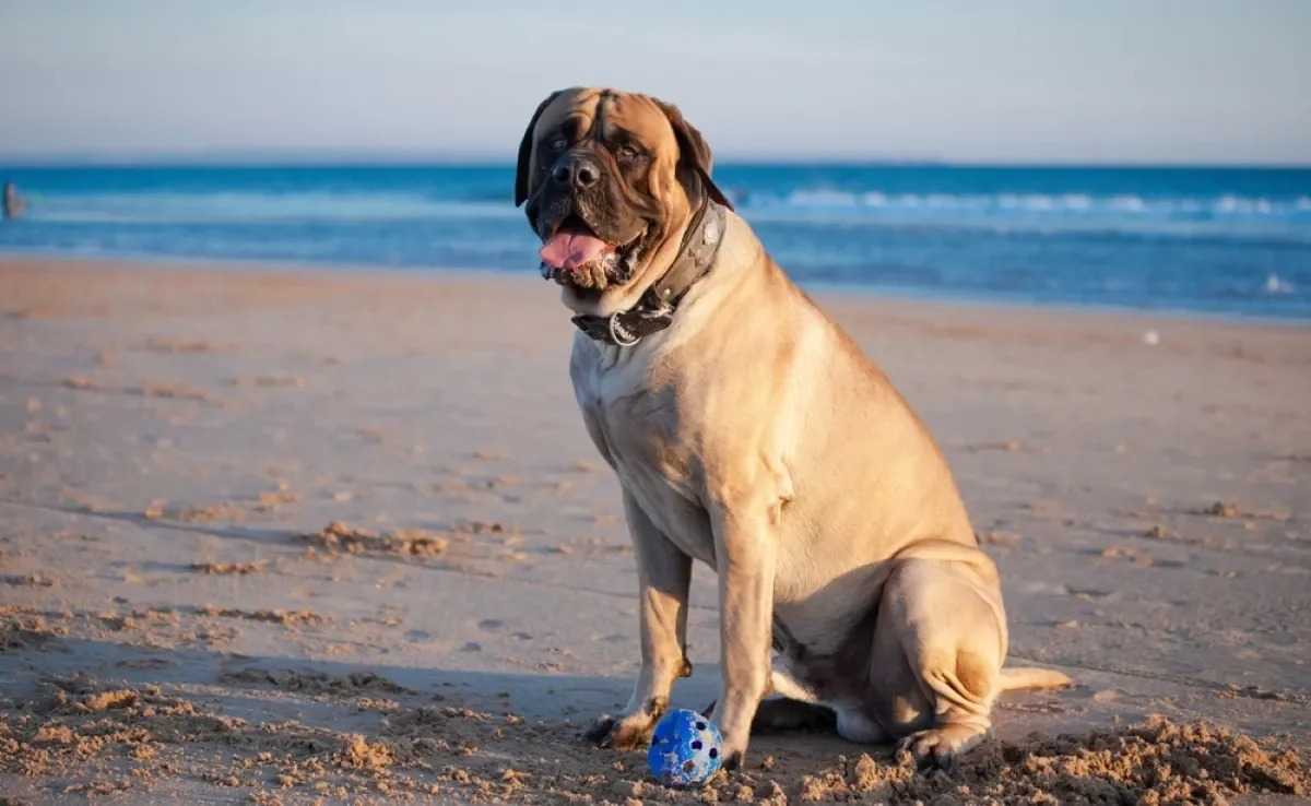 Algumas raças de cachorro podem viver menos tempo que outras