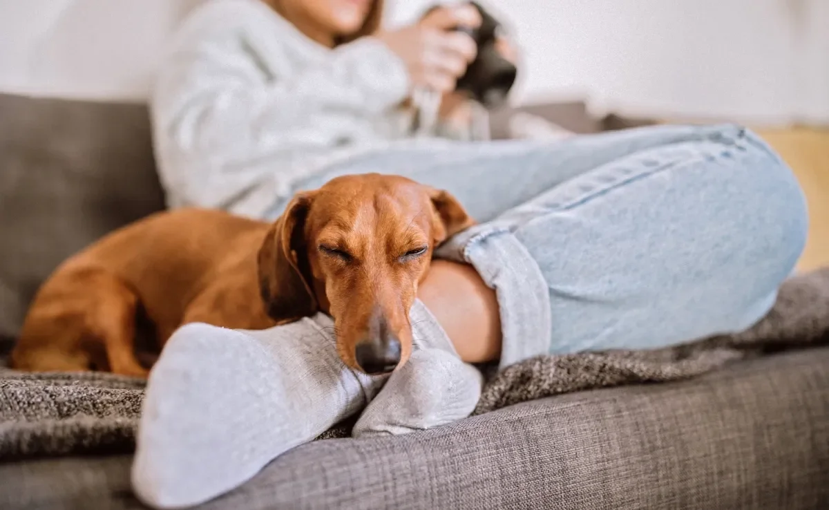 Algumas raças de cachorro que não dispensam uma boa soneca