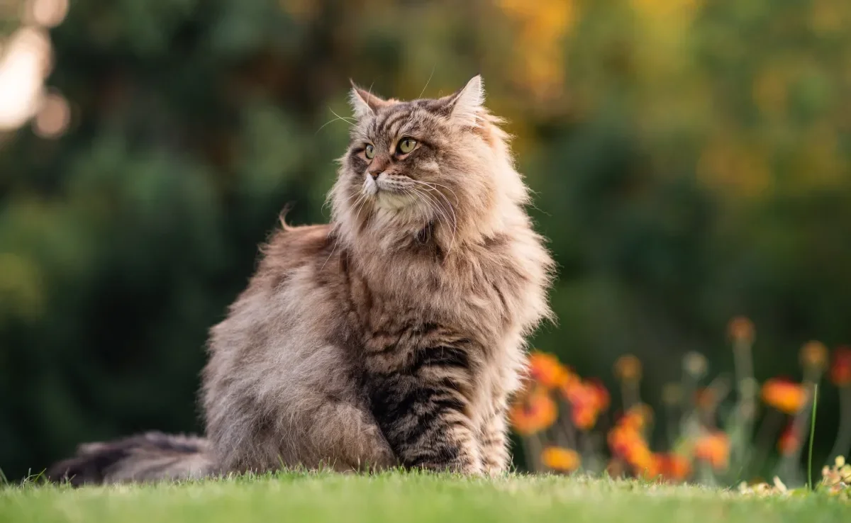 Essas raças de gato peludo são encantadoras