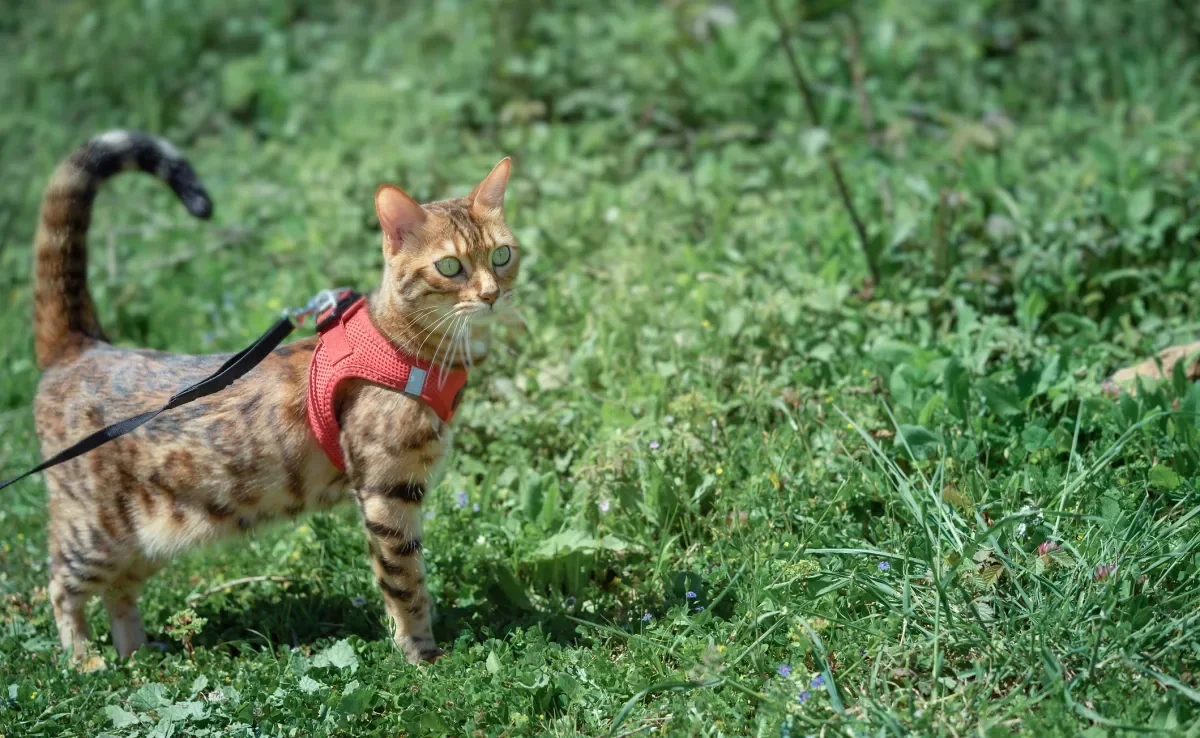 Confira quais são as raças de gato mais fáceis de serem adestradas