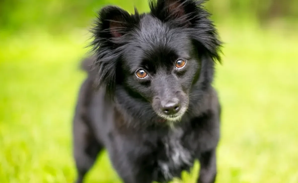 Algumas raças de cachorro têm maior longevidade do que outras