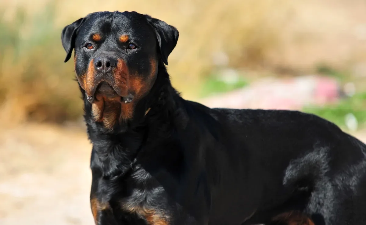 Confira quais são as raças de cachorro proibidas em alguns países e porquê