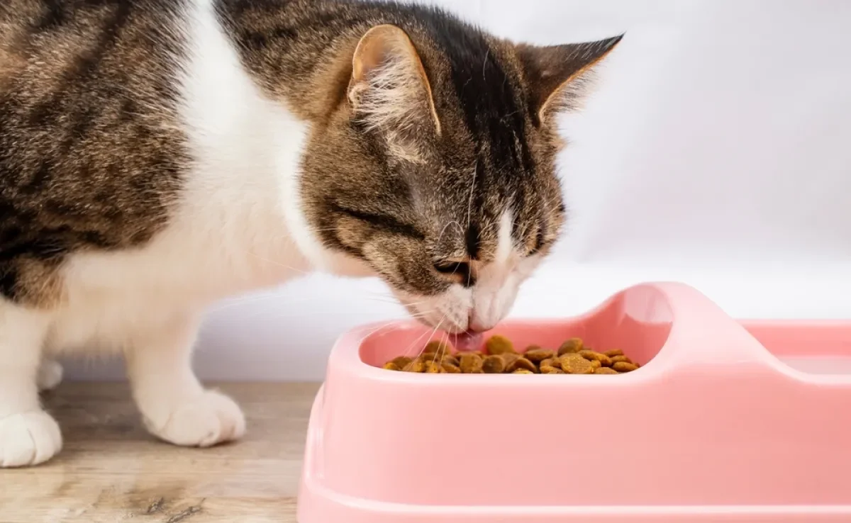 A ração de gato não pode ser trocada bruscamente