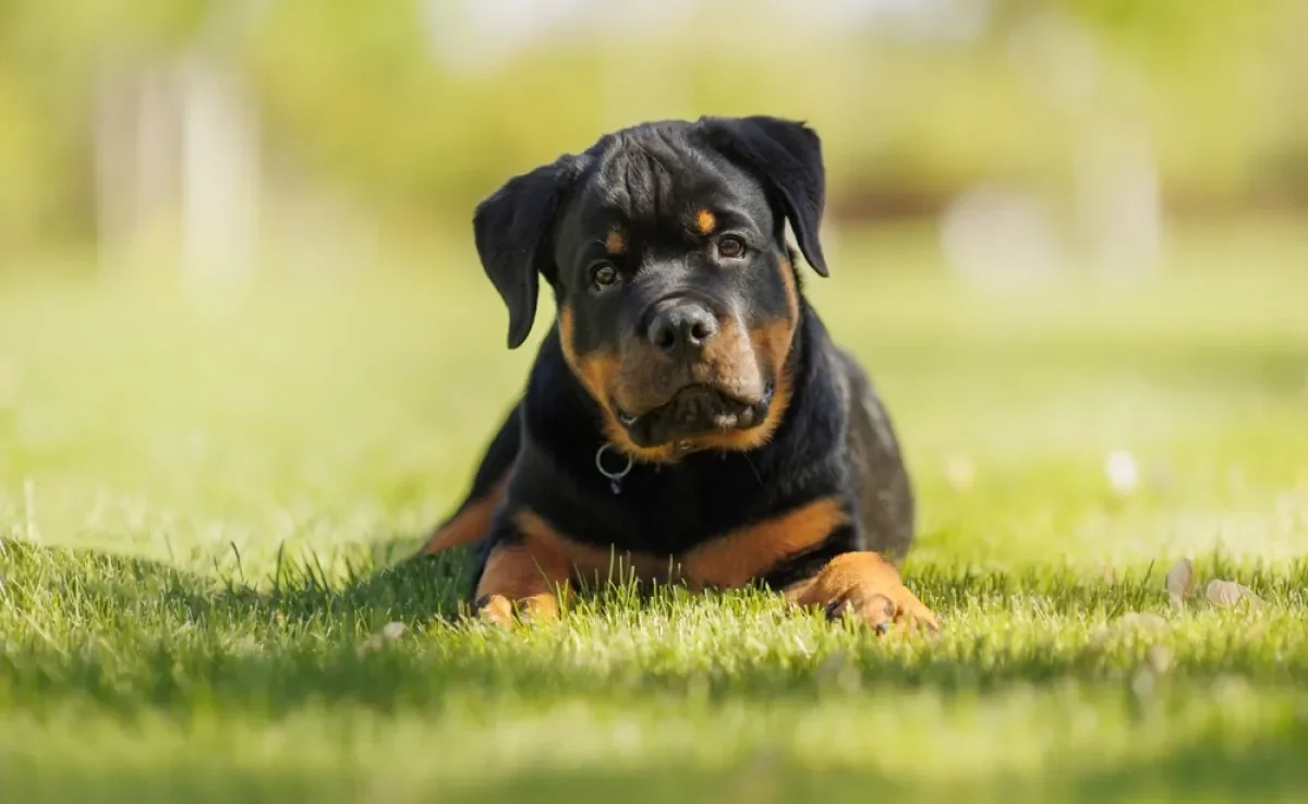 Treinar um Rottweiler não é difícil se ele ainda for filhotinho