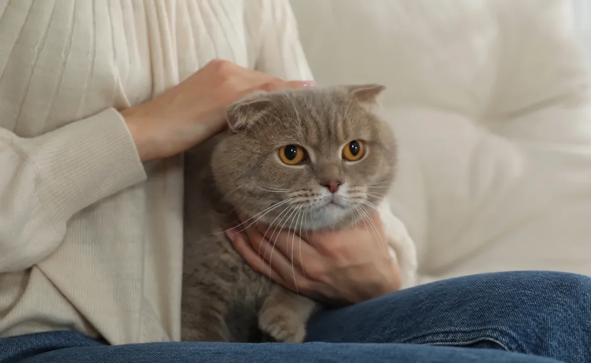 Confira quais são as raças de gato mais carinhosas