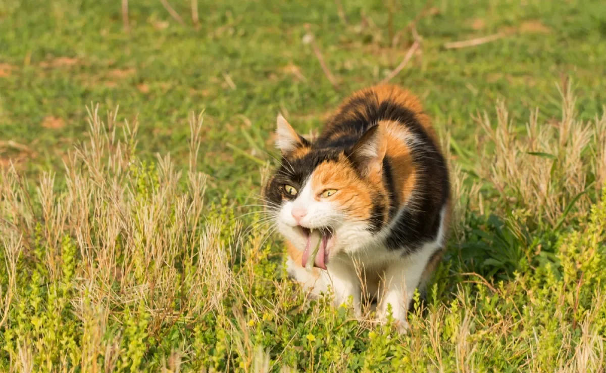 O gato vomitando ou com diarreia pode ficar assim por causa de mudanças na rotina