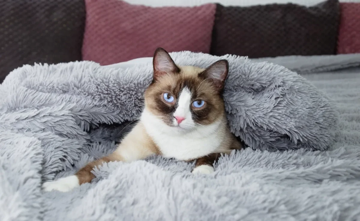 O Snowshoe é um gato que vai te conquistar com a personalidade e beleza dele