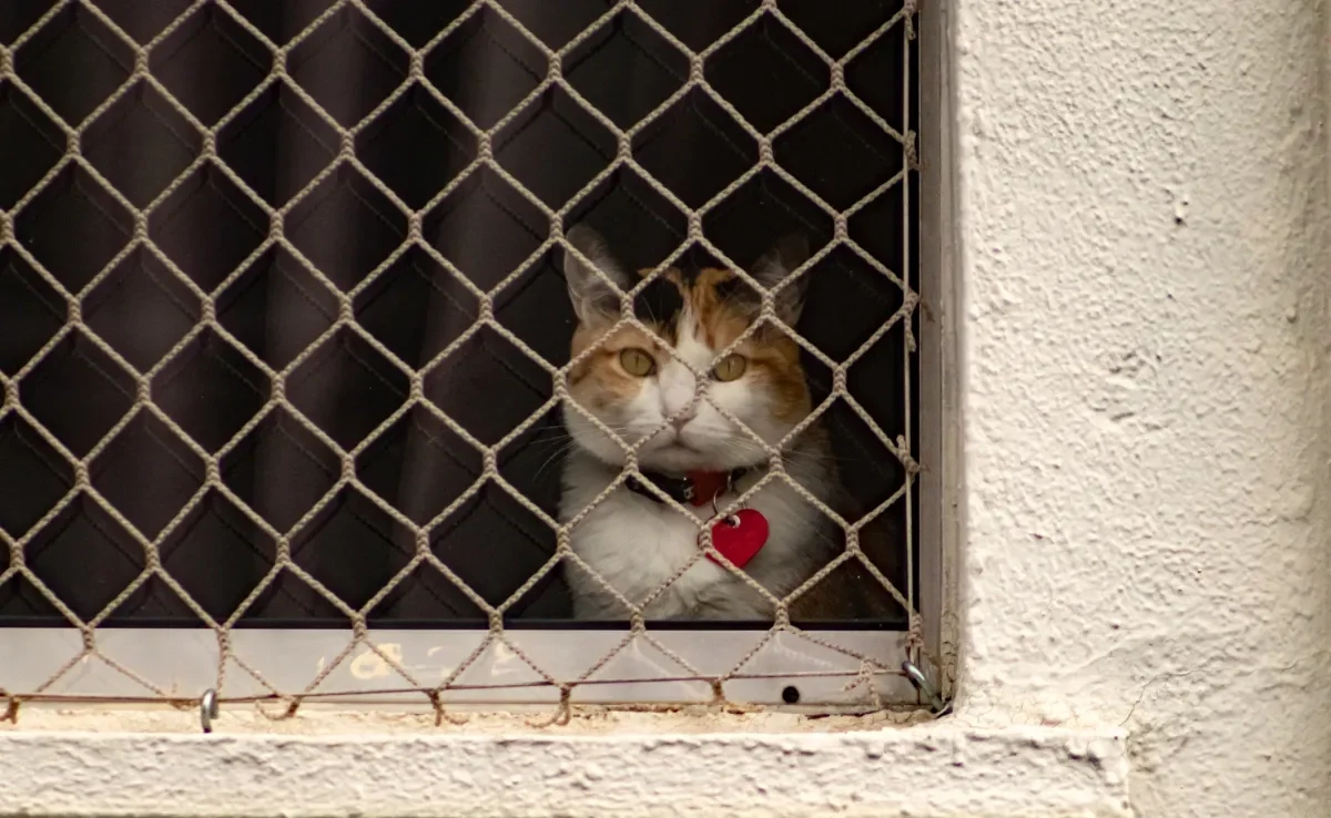 A tela de proteção para gatos é um acessório indispensável na casa de qualquer gateiro