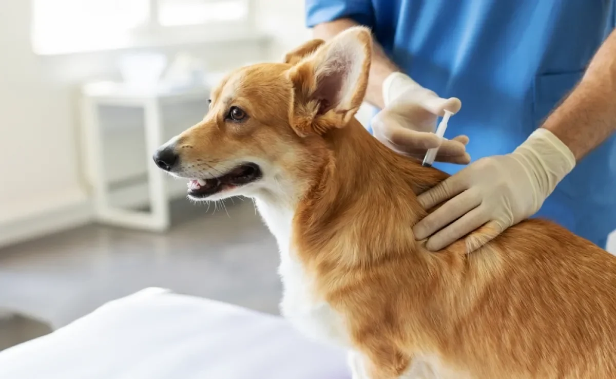 A vacina de cachorro deve ser aplicada no intervalo certo