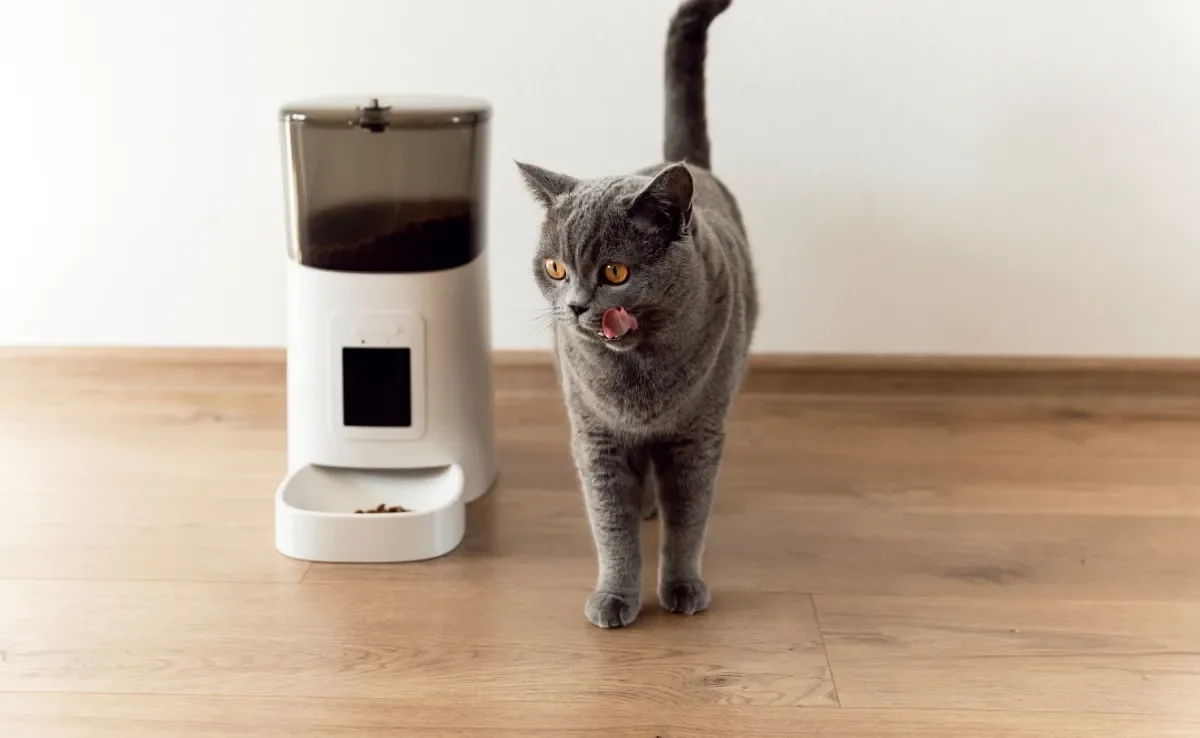 O comedouro automático para gatos é a melhor solução para o seu pet?