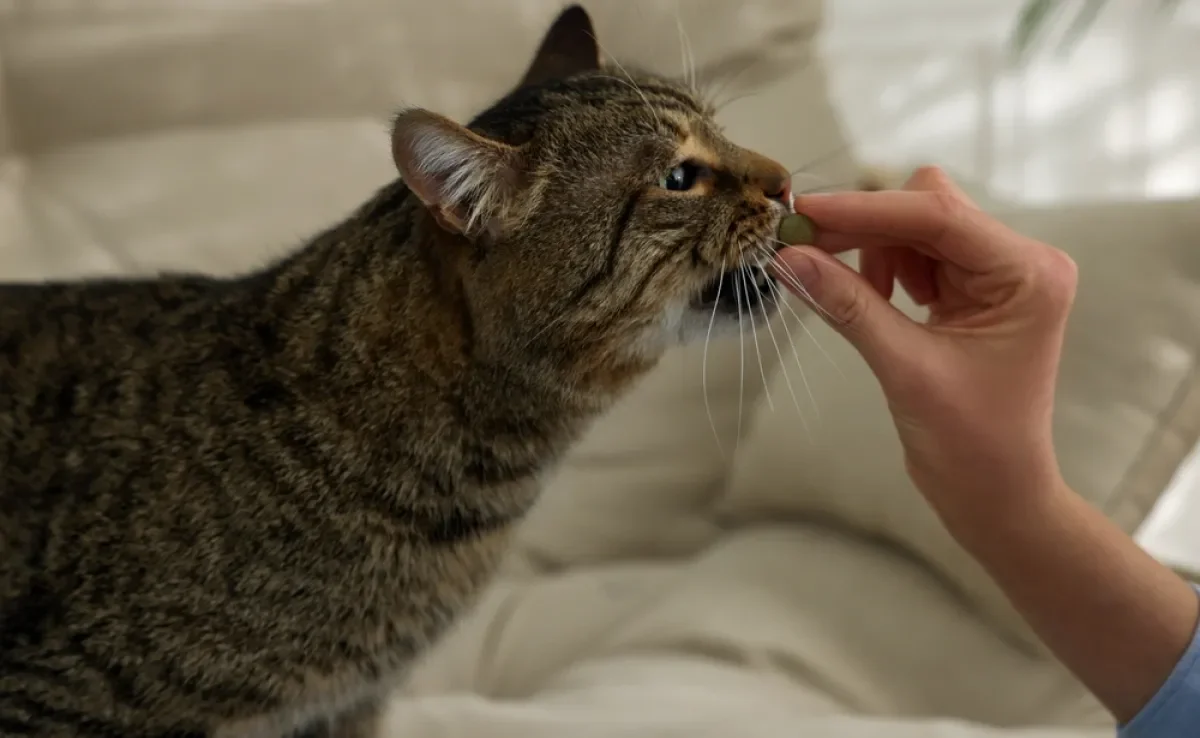 A gabapentina para gatos é um medicamento da classe dos anticonvulsivantes