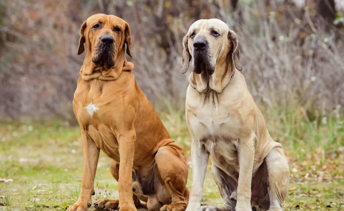 Descubra por que cachorros grandes apresentam uma expectativa de vida menor