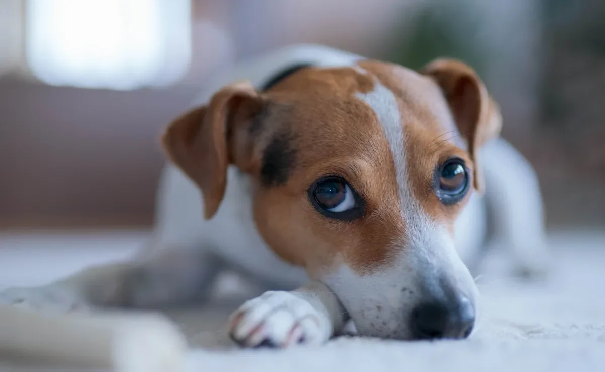 Entenda alguns motivos que explicam o cachorro te ignorando 