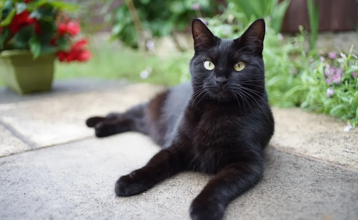 Todo gato preto de raça é encantador