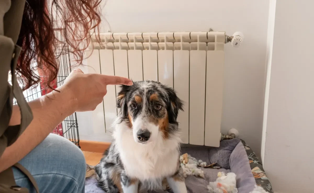 Veja quais são os principais erros que os tutores cometem nos cuidados caninos