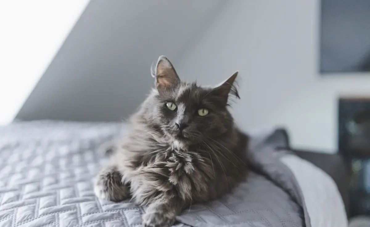 A beleza e o jeitinho do gato cinza é cativante