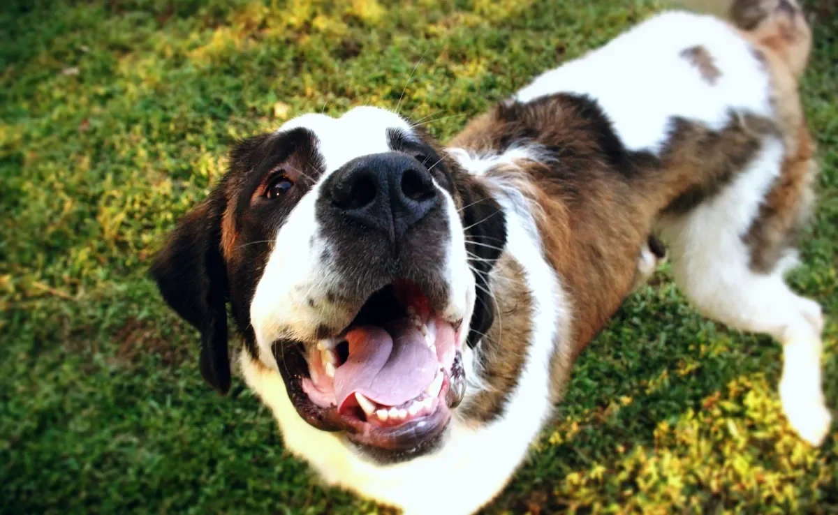 Algumas raças de cachorro são campeãs no quesito alta manutenção $$