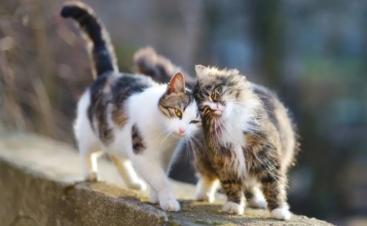 Diferenciar um gato de raça de um vira lata não é nada fácil