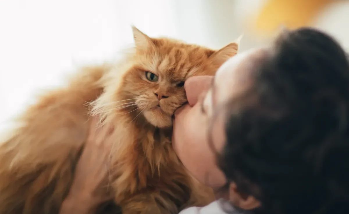 O amor de gato pelos humanos é um sentimento recompensador