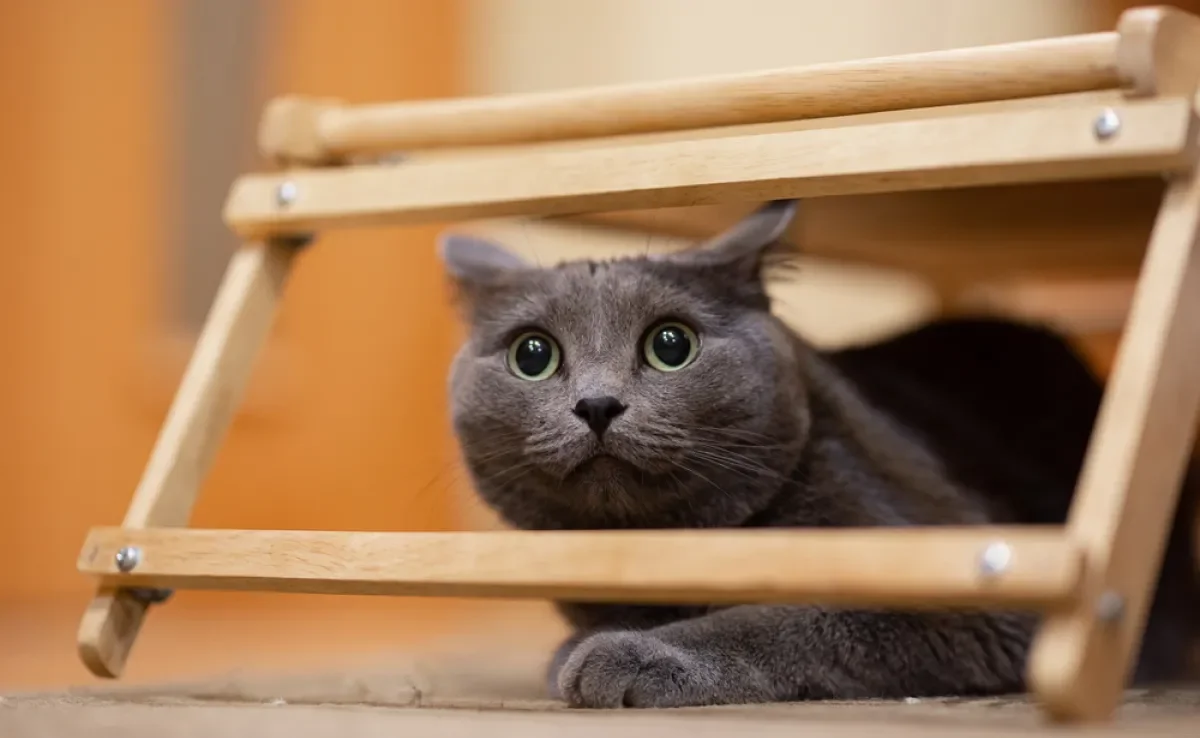 A audição dos gatos é muito sensível e por isso alguns barulhos podem ser incômodos