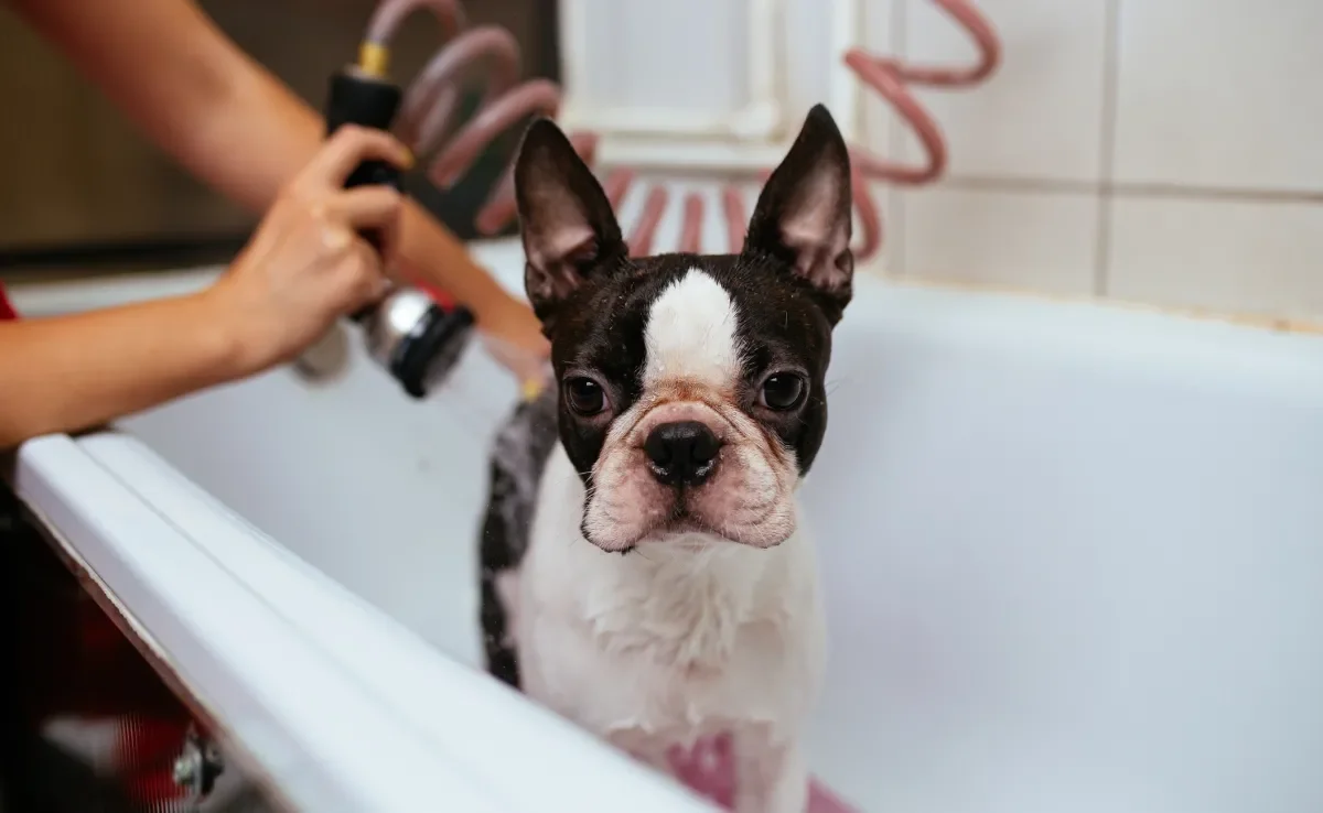 A frequência adequada do banho em cachorro de pelo curto pode variar