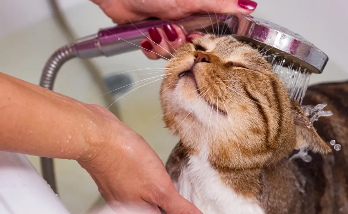 Dar banho em gato é uma boa ideia? Entenda se a prática é recomendada!