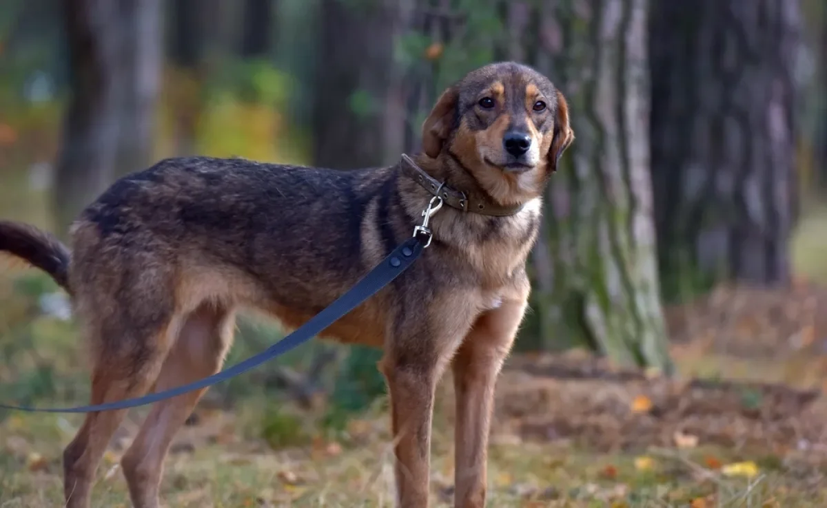 Algumas atitudes podem deixar o cachorro com medo e traumatizado