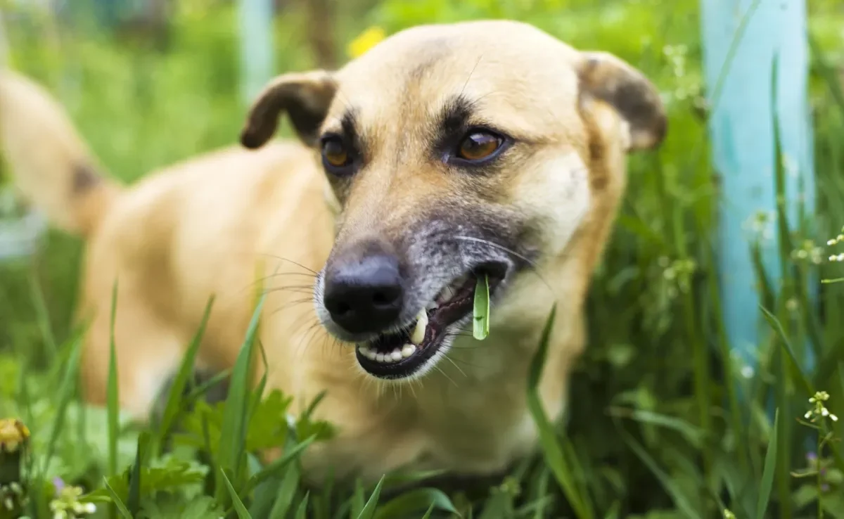 O cachorro comendo grama é um comportamento natural da espécie