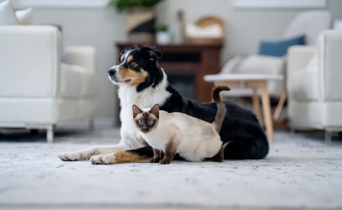 Pesquisa levantou a média de gastos para manter um cachorro ou gato no Brasil