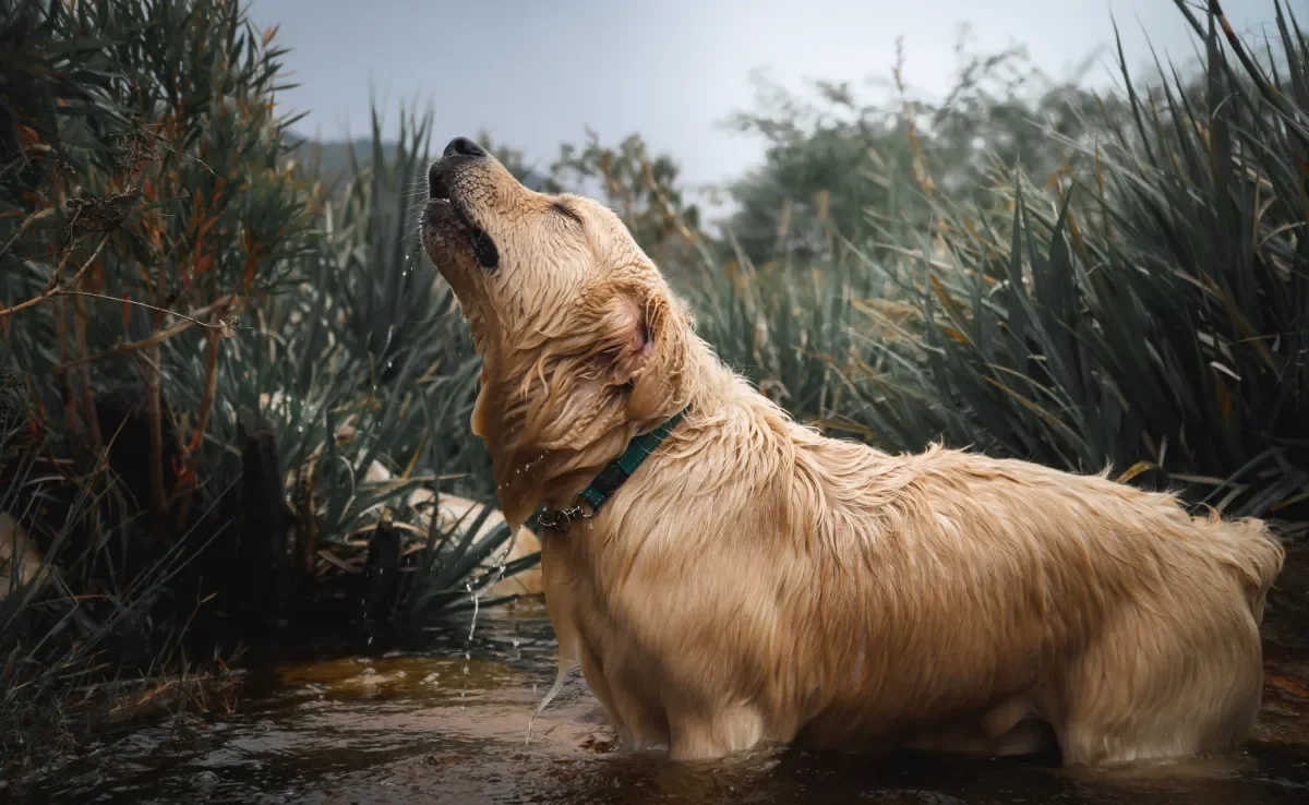 Veja as situações que podem deixar o cachorro uivando 