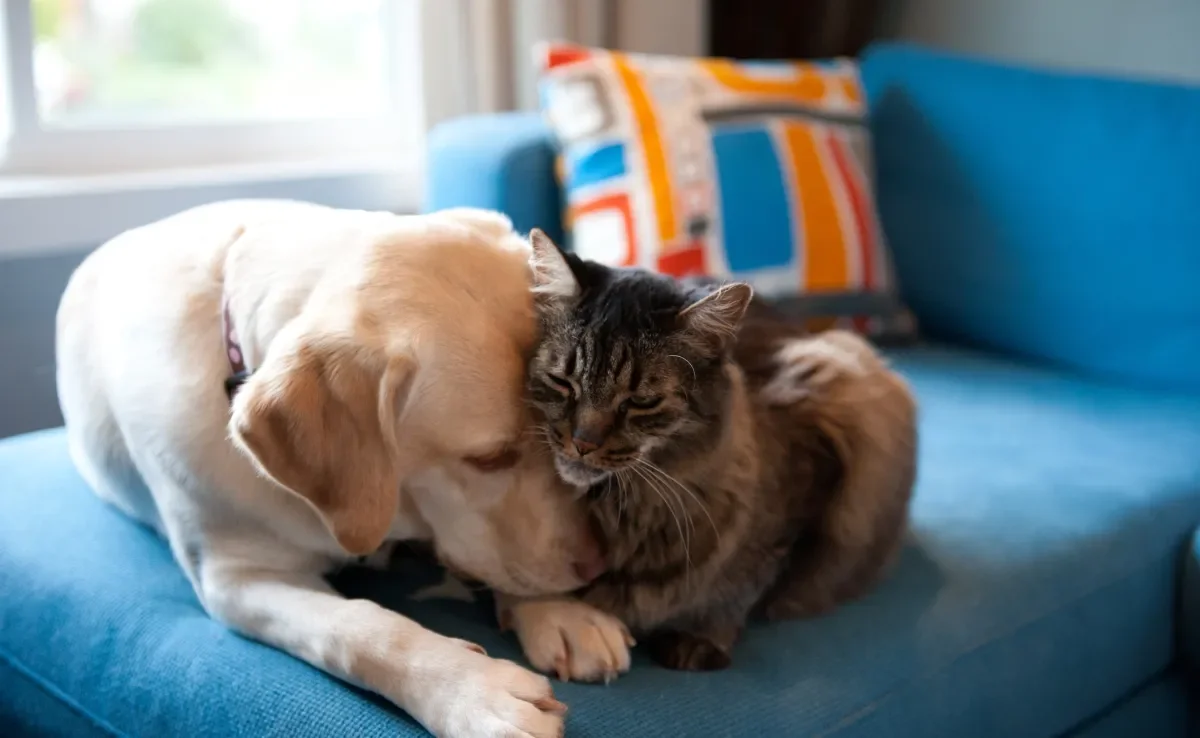 O cachorro e o gato às vezes podem agir que nem um bebê