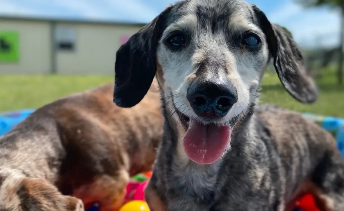 O cachorro idoso passa por uma série de mudanças físicas e comportamentais