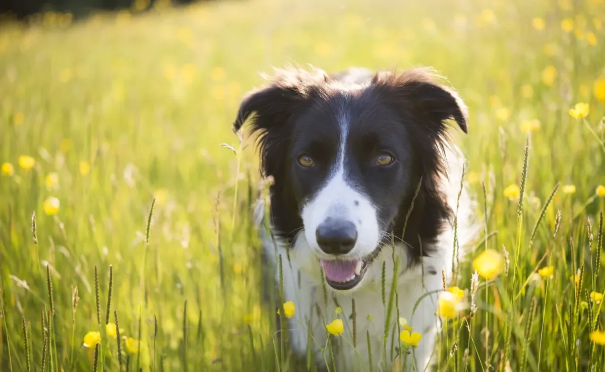 Saber se o cachorro tem alma é uma dúvida comum entre tutores