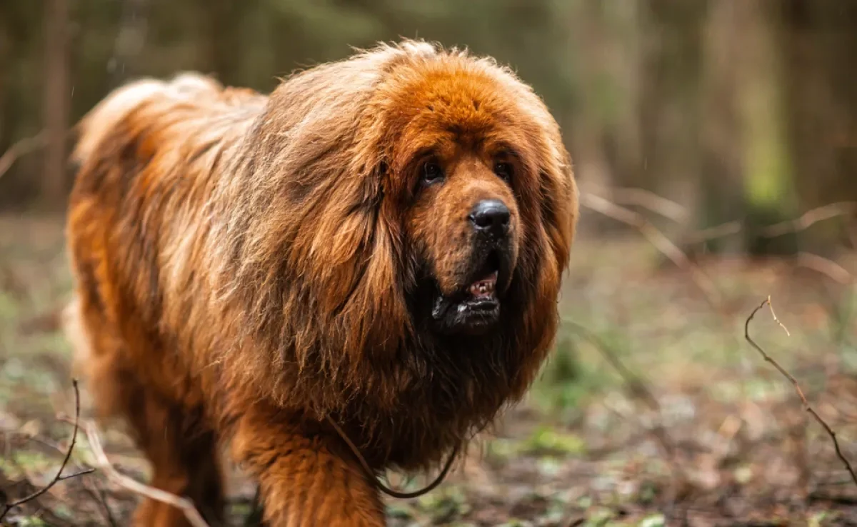 Confira quais são as raças de cachorros que parecem urso