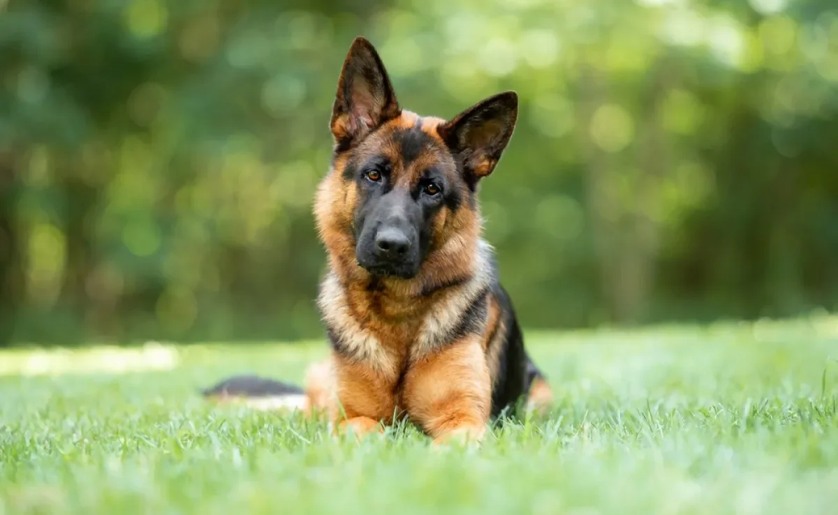 O cão mais forte do mundo vai te surpreender com a força dele