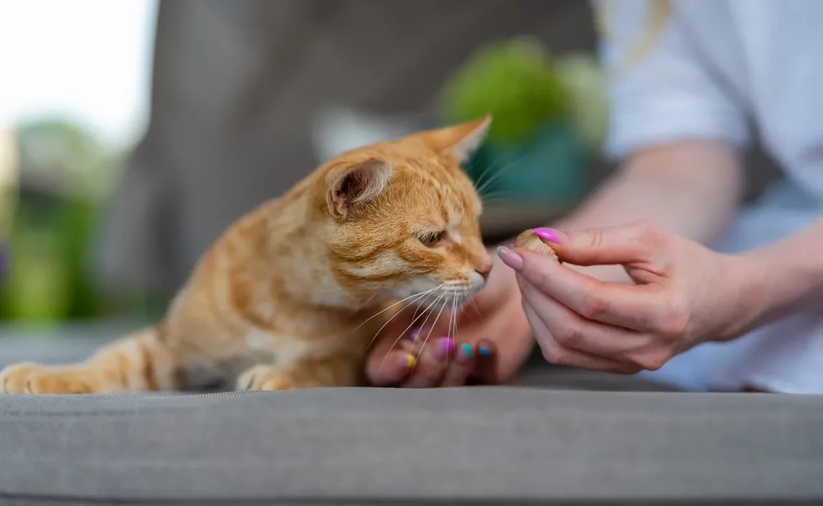 Confira algumas dicas de como dar remédio para gato