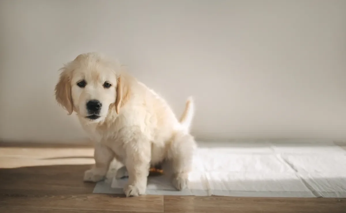 A forma como ensinar cachorro a fazer xixi no lugar certo deve ser com reforços positivos