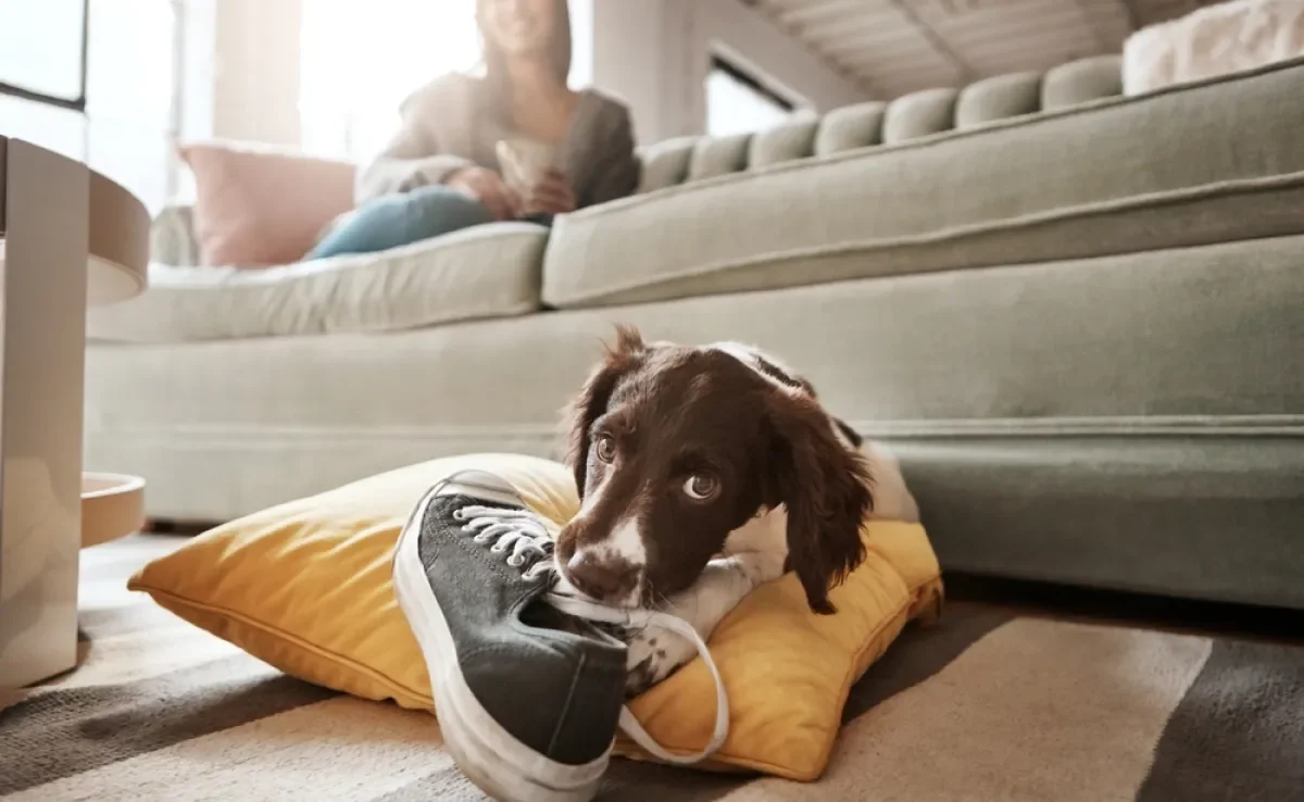 O cachorro filhote precisa de limites para não reproduzir comportamentos indesejados no futuro