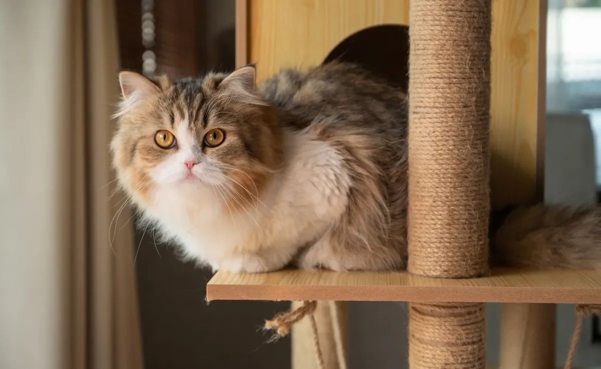 Veja algumas dicas de enriquecimento ambiental para gatos 