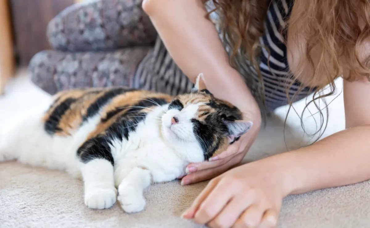 Feromônio: gato libera substâncias quando se esfrega e faz carinho no tutor. Entenda!