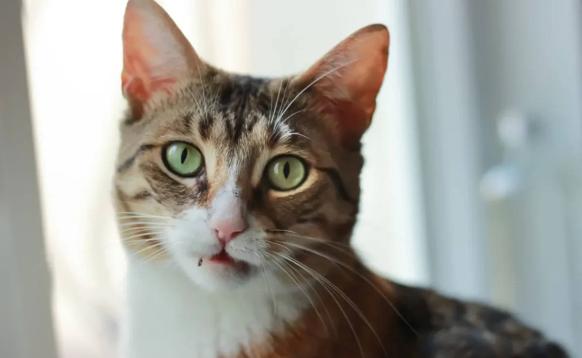 A gata no cio apresenta um comportamento diferenciado do considerado 'normal'