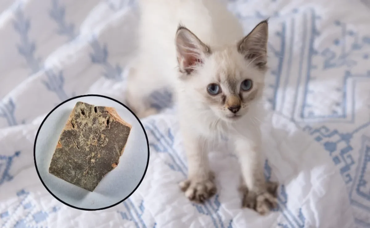 Evidência de gato amassando pãozinho há 1.200 anos viraliza na web